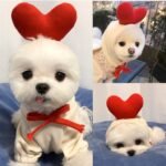 Fruit & Animal Fleece Hoodie for Small Dogs – Cozy Costume - Imagen 2