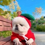 Fruit & Animal Fleece Hoodie for Small Dogs – Cozy Costume - Imagen 8