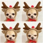 Small dog wearing a cozy reindeer fleece hoodie