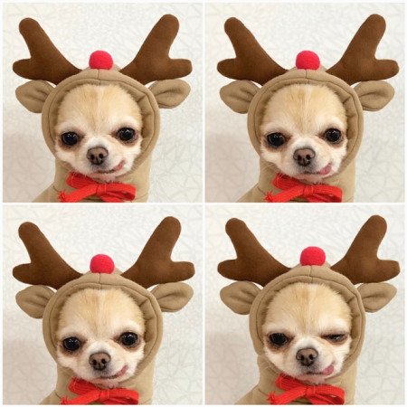 Small dog wearing a cozy reindeer fleece hoodie